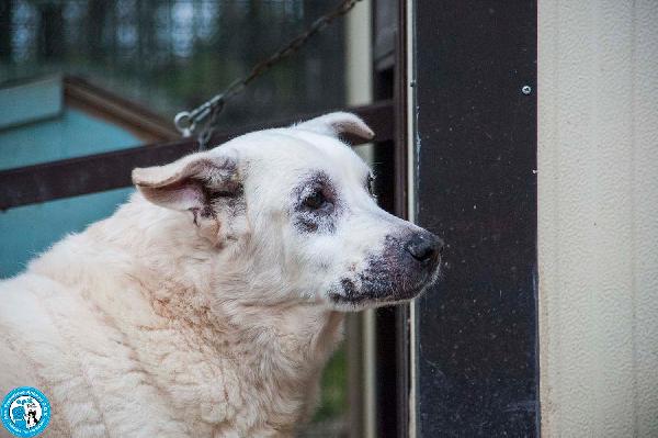 Olaf, dieci anni di casa. Oggi solo un nome e tanta attesa. Foto 9
